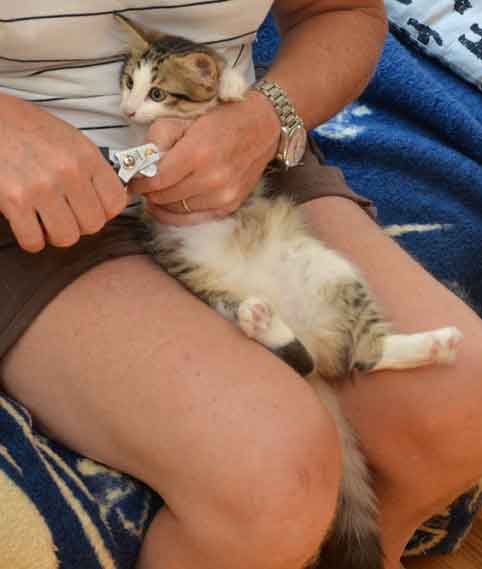 sibirisk kattunge Hubble