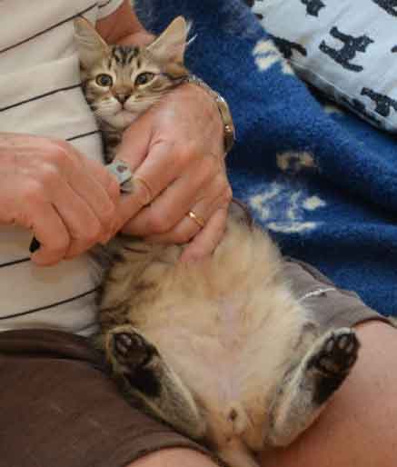 sibirisk kattunge Hadar