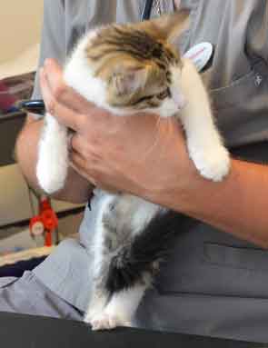 sibirisk kattunge Hubble