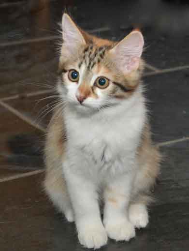 sibirisk katt Hmalia