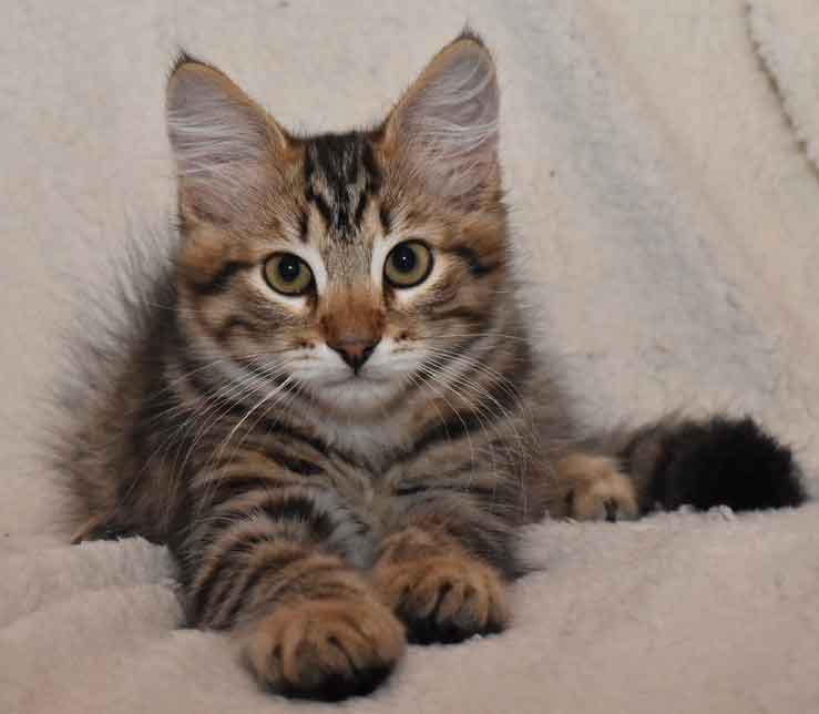 sibirisk kattunge