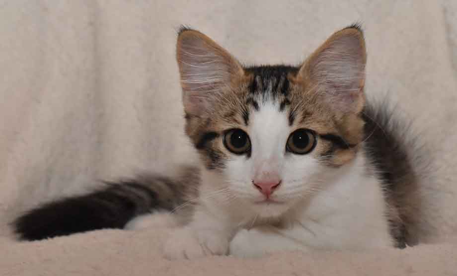 sibirisk kattunge Hubble