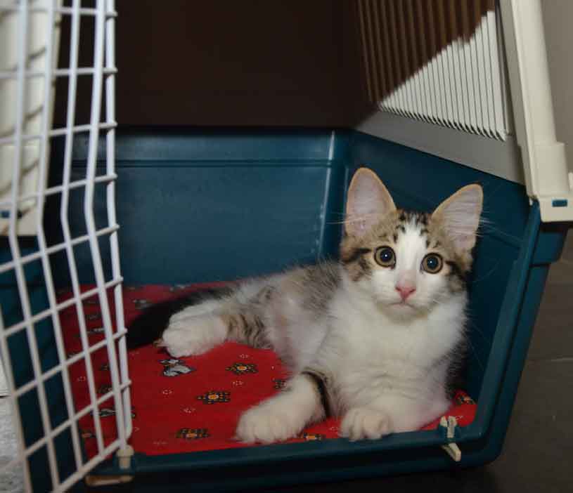 sibirisk kattunge Hubble