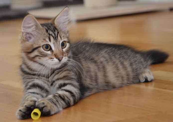 sibirisk kattunge Hadar
