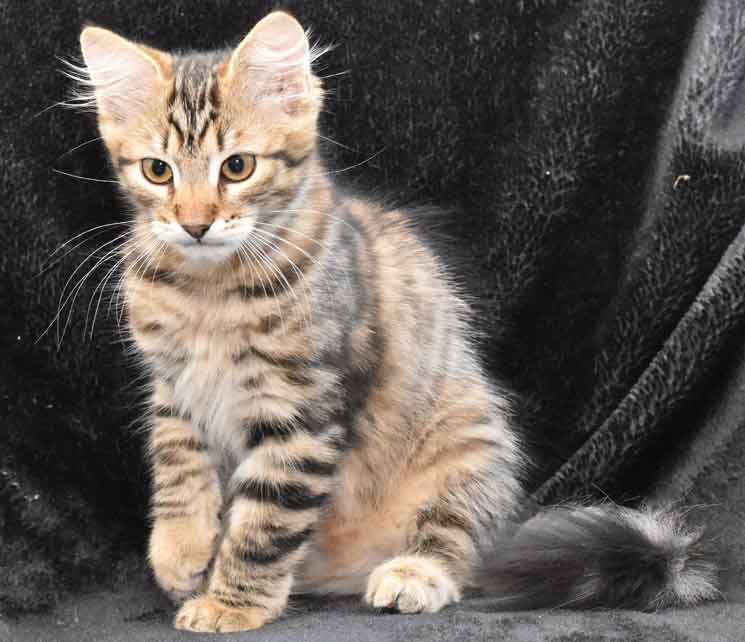 sibirisk kattunge Hadar