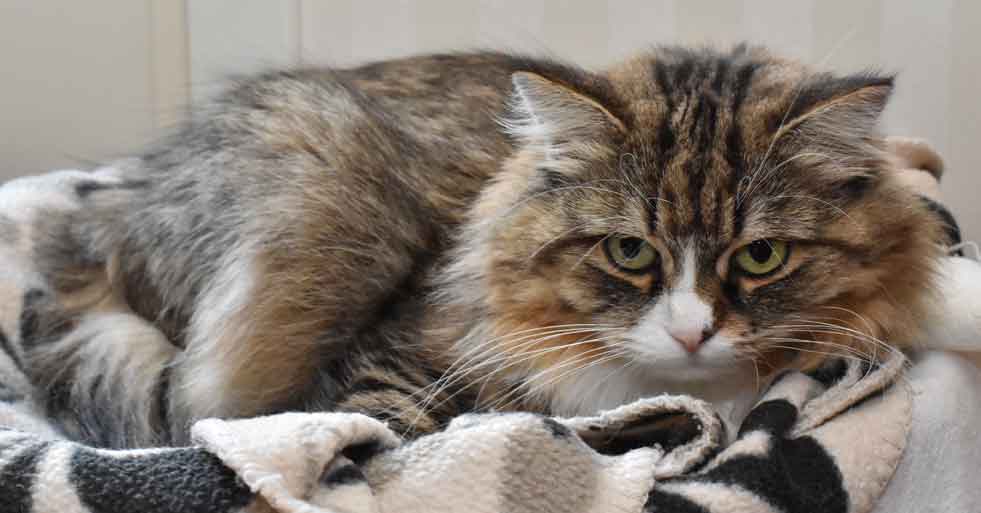 sibirisk katt Mitzi