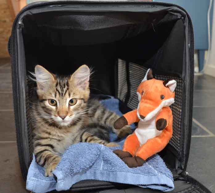 sibirisk kattunge Hadar