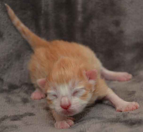 sibirisk kattunge Ivan