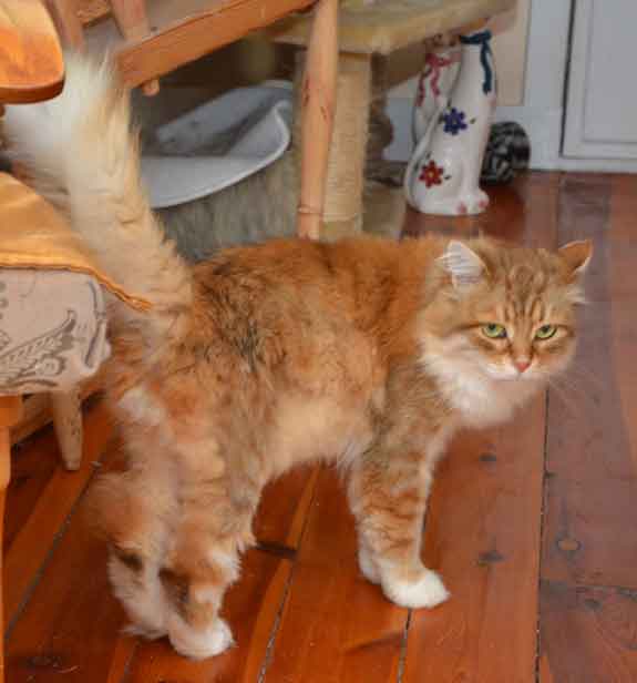 sibirisk katt Klimpen