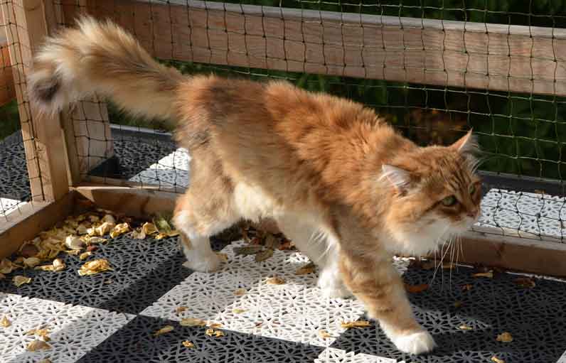 sibirisk katt Klimpen