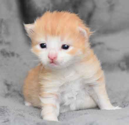 sibirisk kattunge Ivan