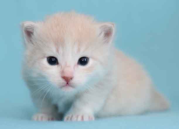 sibirisk kattunge Ikaros