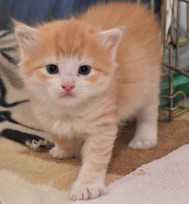 sibirisk kattunge Ivan