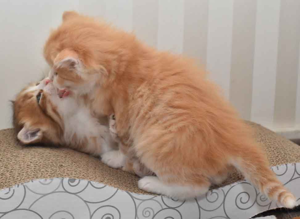 sibiriska kattungar Io och Ivan