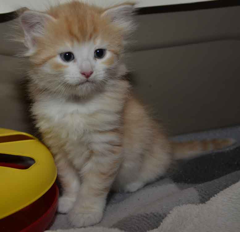 sibirisk kattunge Ivan