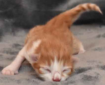 sibirisk kattunge Jessie