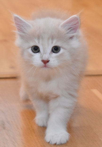 sibirisk kattunge Ikaros
