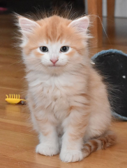 sibirisk kattunge Ivan