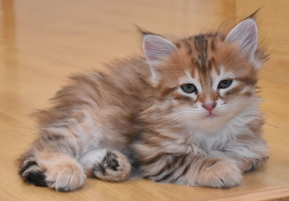 sibirisk kattunge Ilos
