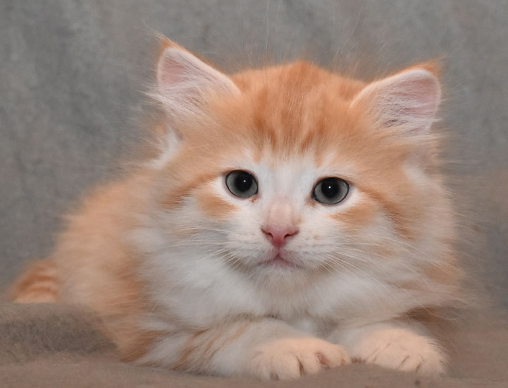 sibirisk kattunge Ivan