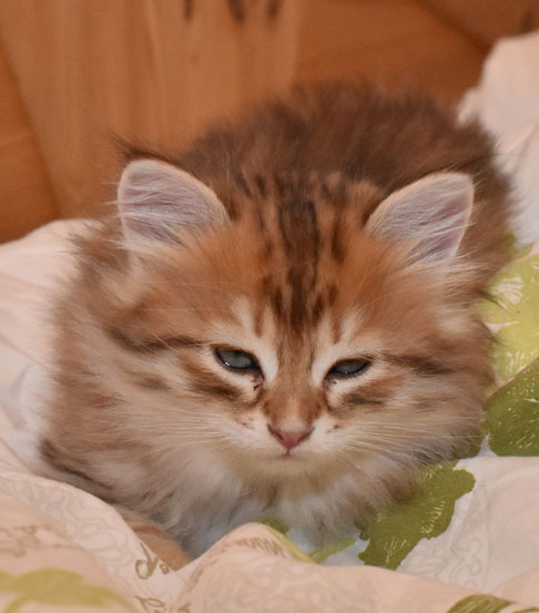 sibirisk kattunge Ilos