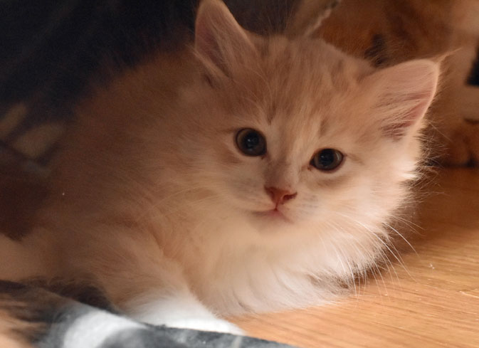 sibirisk kattunge Ikaros
