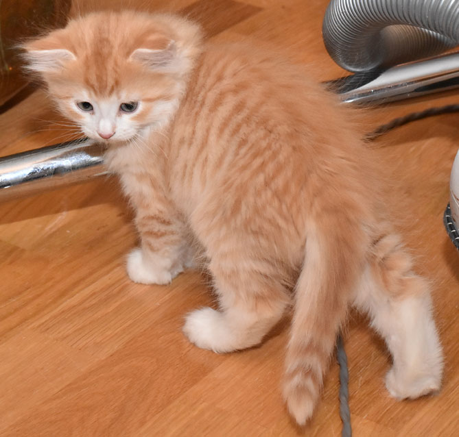 sibirisk kattunge Ivan