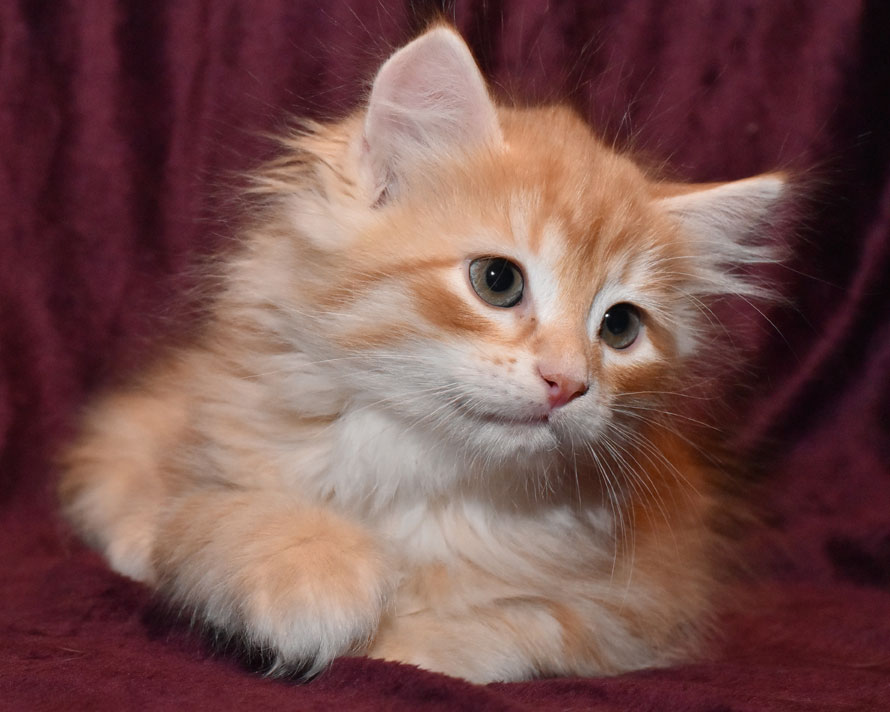 sibirisk kattunge Ivan