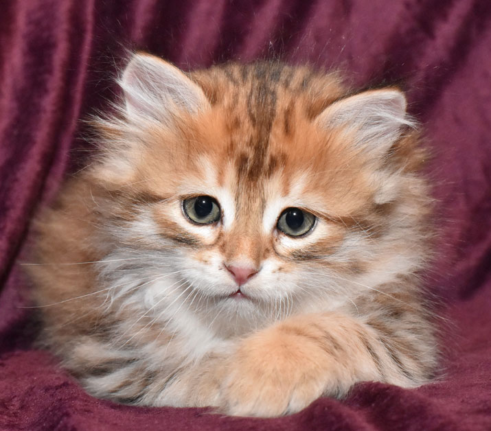 sibirisk kattunge Ilos