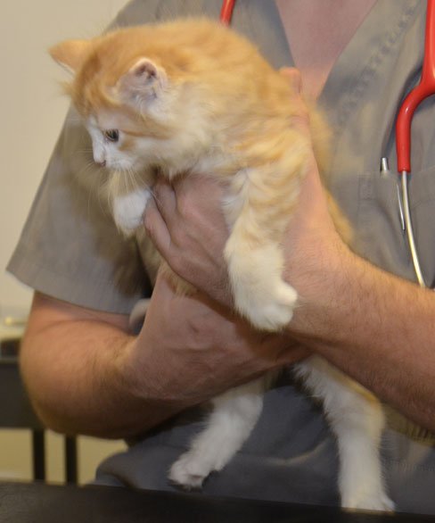 sibirisk kattunge Ivan