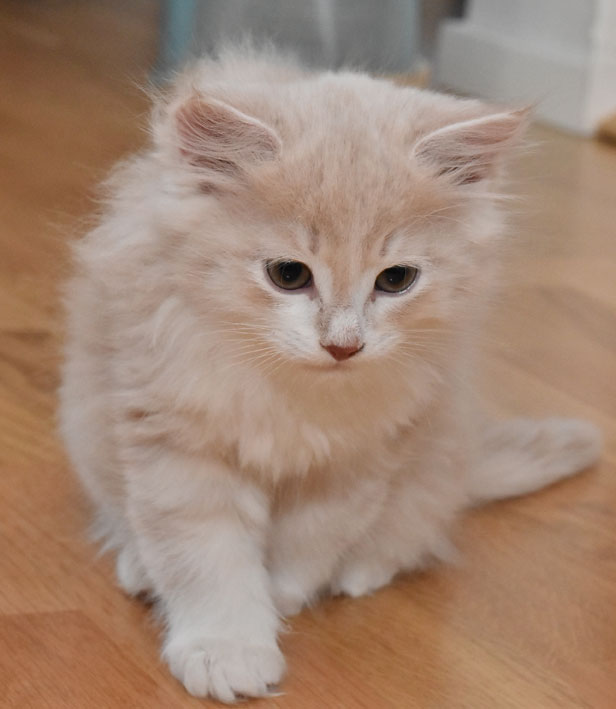 sibirisk kattunge Ikaros