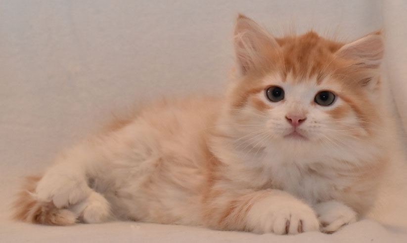sibirisk kattunge Ivan