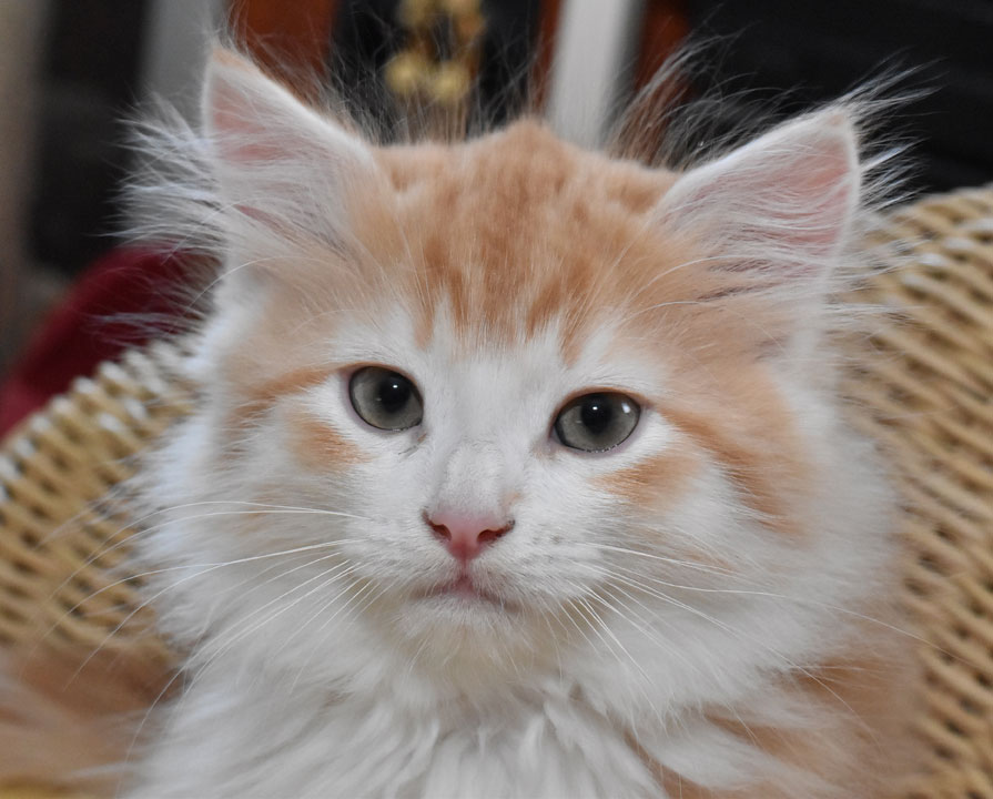 sibirisk kattunge Ivan