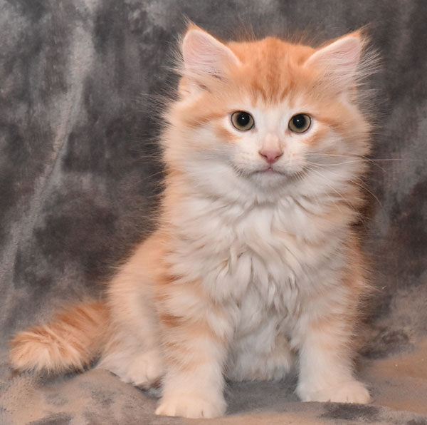 sibirisk kattunge Ivan