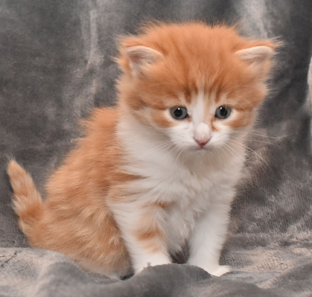 sibirisk kattunge Jessie