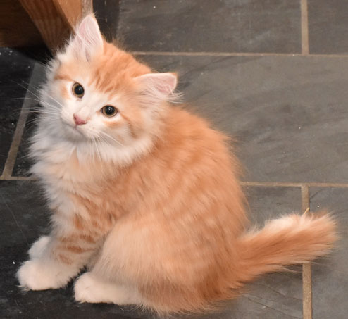 sibirisk kattunge Ivan