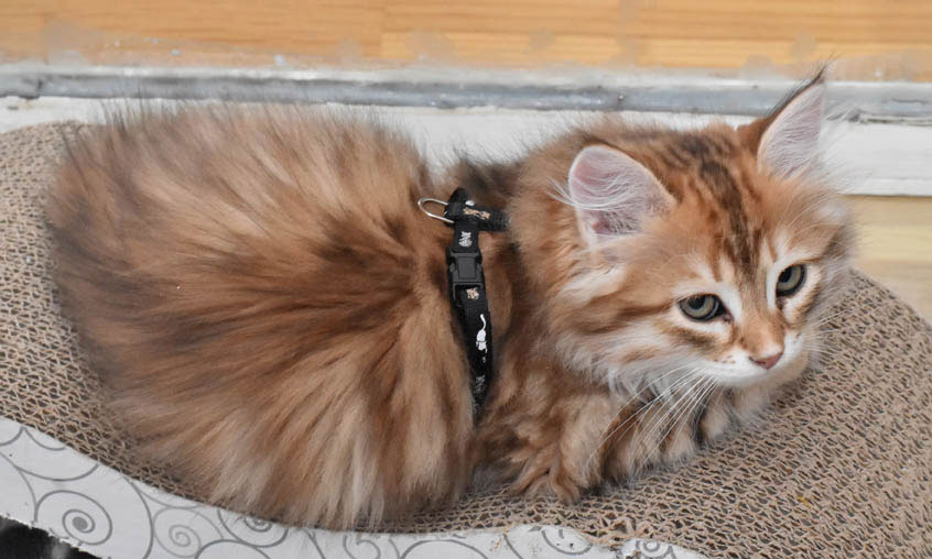 sibirisk kattunge Ilos