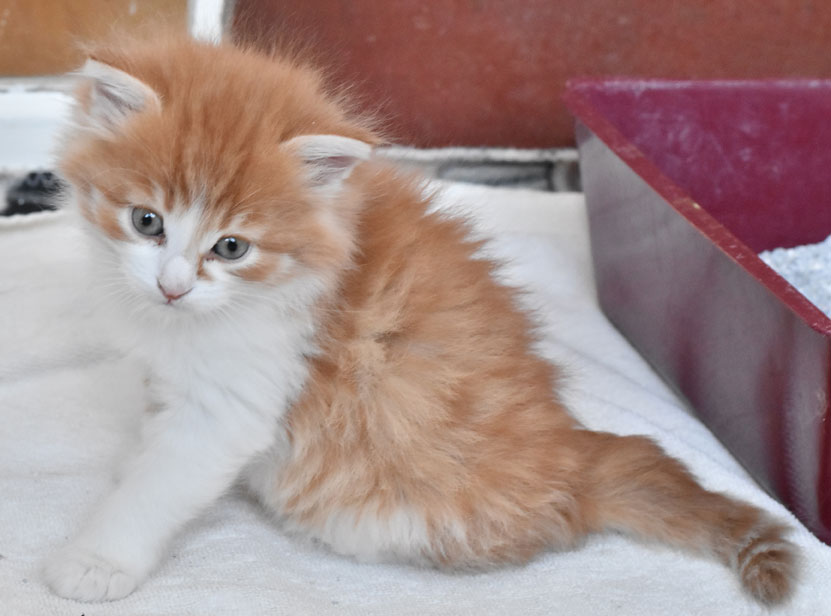 sibirisk kattunge Jessie