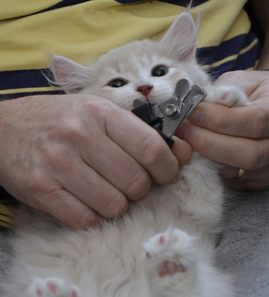sibirisk kattunge Ikaros