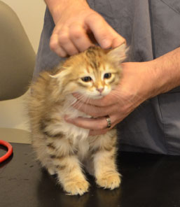 sibirisk kattune Ilos