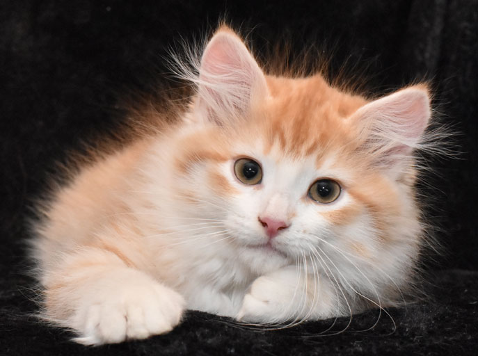sibirisk kattunge Ivan
