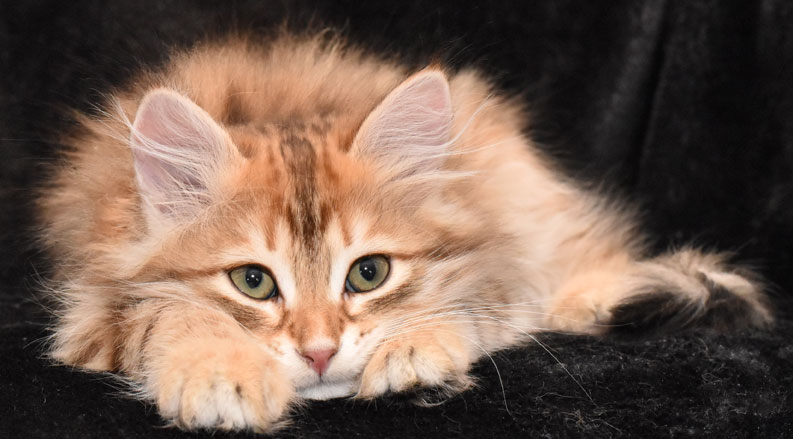 sibirisk kattunge Ilos