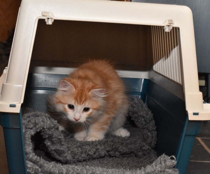 sibirisk kattunge Ivan