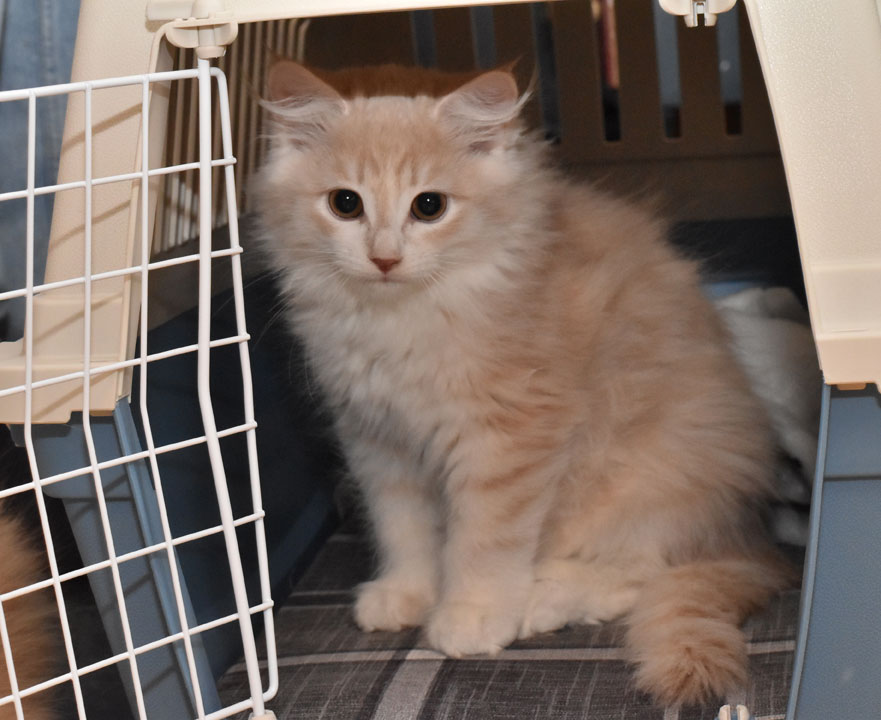 sibirisk kattunge Ikaros