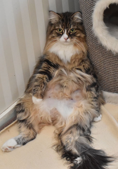 sibirisk katt Mitzi
