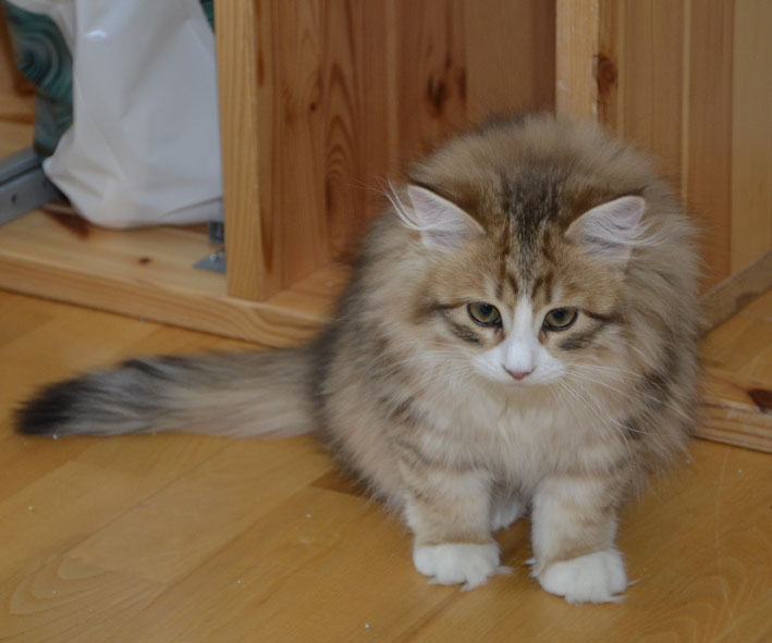 sibirisk katt Io