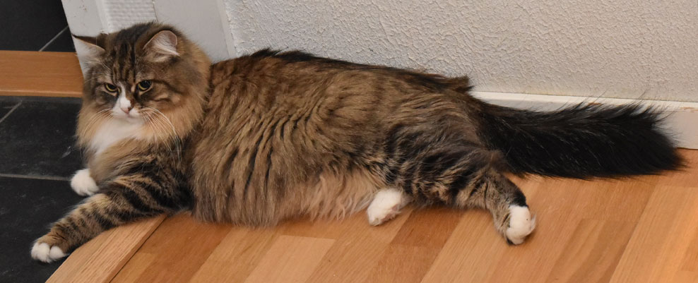 sibirisk katt Mitzi