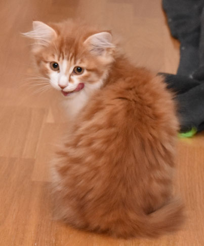 sibirisk kattunge Jessie