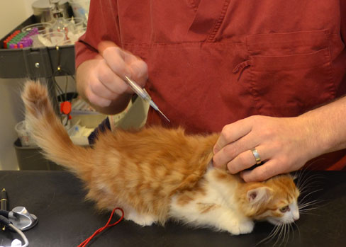 sibirisk kattunge Jessie