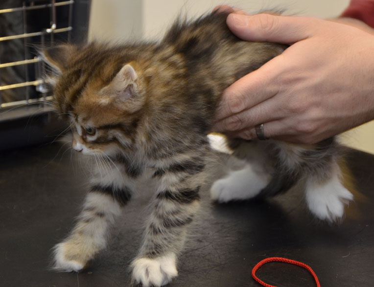 sibirisk kattunge Lynx